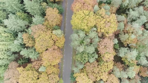 Closing up drone shot of a road in the middle of a forest begin autumn season.