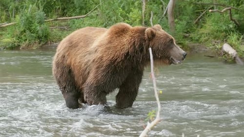Big Brown Bear in River