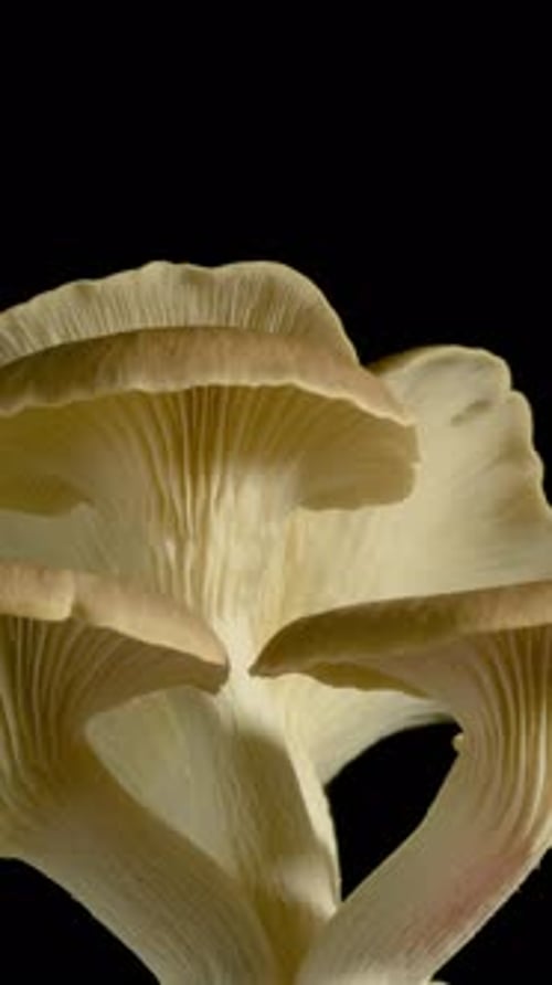 Oyster Mushrooms Rotating on Black Background, Close Up
