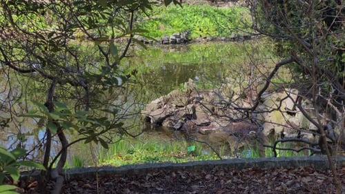 Serene Pond View at Wroclaw Botanical Garden With Lush Foliage