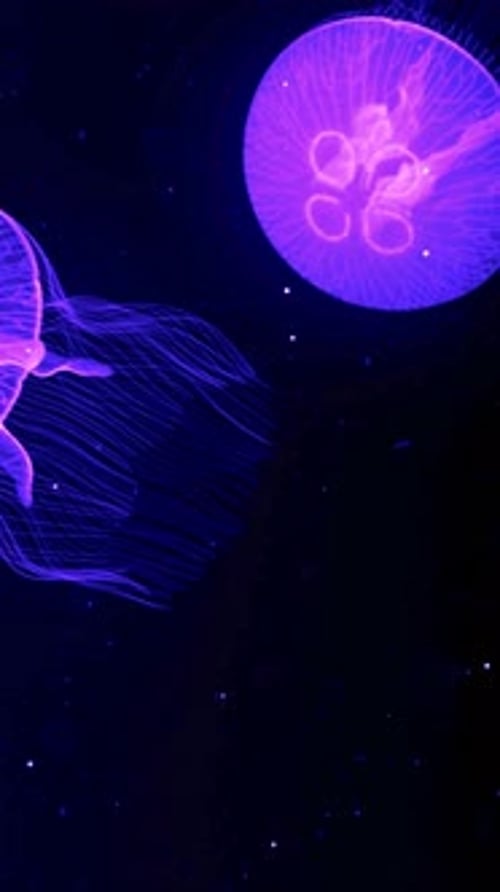 Medusa, animal, subaquática