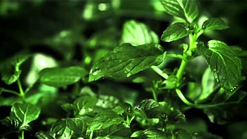 Drop of Water Fall on Mint Leaf