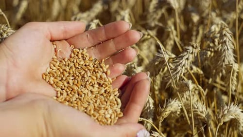 Human Hands Hold Wheat Grains Agriculture and Grain Growing in Farm Fields