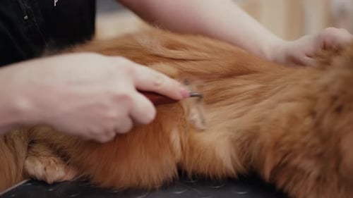 Woman Combs the Cat's Fur with a Brush