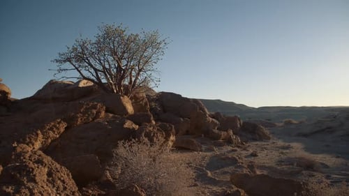 Static hand held shot of an ancient tree standing in a rocky desert in Africa.
