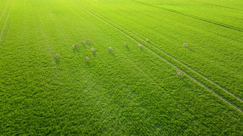 European Roe Deer Male Buck with His Herd Eating Feeding Wheat in Agriculture Field