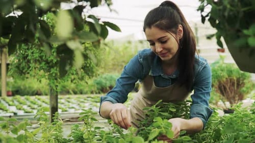 Woman gardening in greenhouse tending to plants