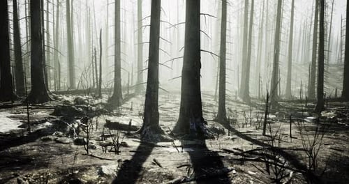 Eerie Aftermath of a Forest Fire with Tall Trees in a Gray Misty Landscape