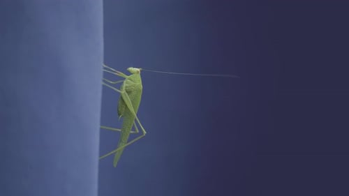 Eichenkricket auf blauem Vorhang