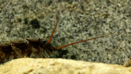 Steinfliegennymphe (Pteronarcys californica) kriecht auf einem Felsen in einem Forellenbach, Nahaufnahme von, Kopf, mo