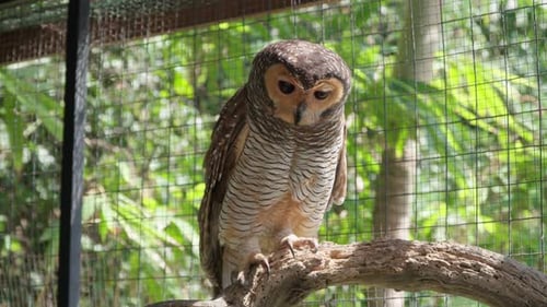 Spotted Wood Owl Bird Bali Habitat Inside Enclosure Cage Perched on Log Turns Head on Side - slow mo