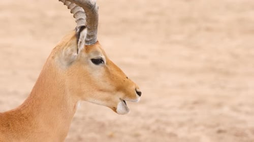 Impala Grazing in Desert Environment Close Up