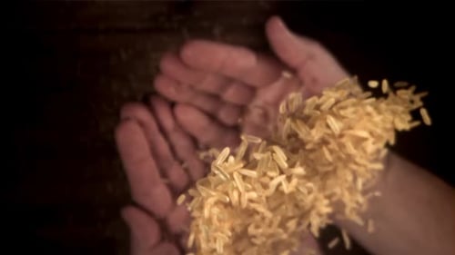 The Rice Falls Into His Hands Filmed on a Highspeed Camera at 1000 Fps