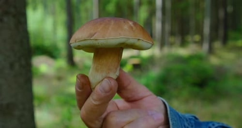 Large Porcini White Mushroom in the Forest