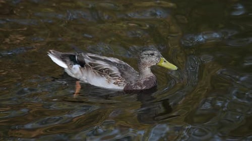 Duck Floating Calmly on Rippling Water