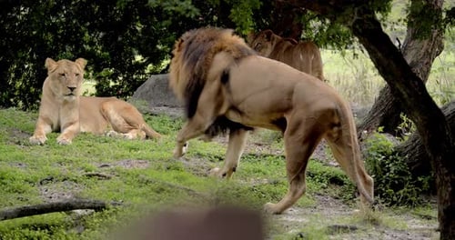 Tampa, Florida / United States - September 3, 2018: Pride of Lions