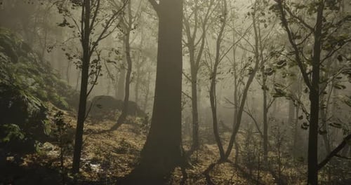 Misty Forest Landscape with Tall Trees and Soft Sunlight in the Morning