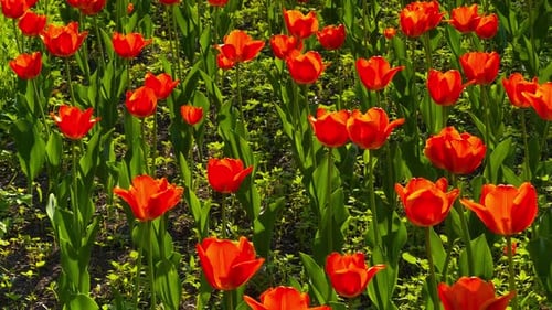 a Lot of Blooming Tulips in City Park at Sunny Day Vibrant Color