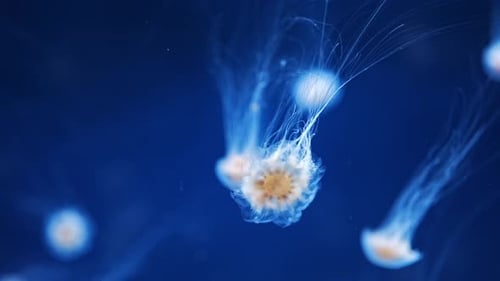 Beautiful Jellyfish in the Neon Light in Aquarium Nature Background