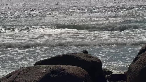 oyster Catcher
