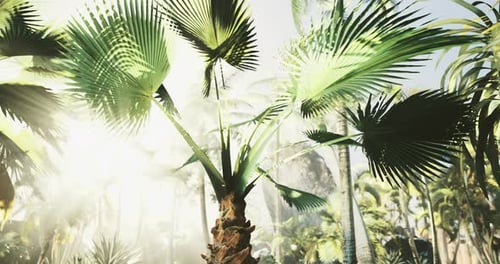 Moving Through a Tropical Palm Forest with Sunlight
