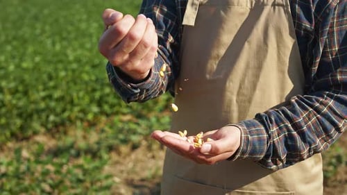 Farmer Examining Seeds in Sunny Green Field