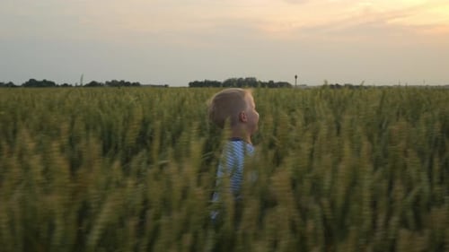 A Smiling Boy Runs Through a Field of Grain Crops at Sunset