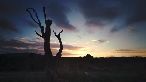 Timelapse of dead tree in the middle of nowhere while sunset. Symbol of transience and climate chang