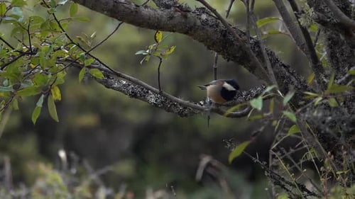 Tit songbird jumping from branch in tree close up