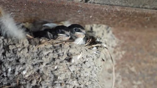 Baby Birds in Mud Nest Close Up
