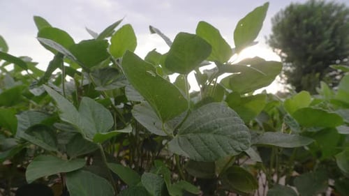 A soybean field in Argentina