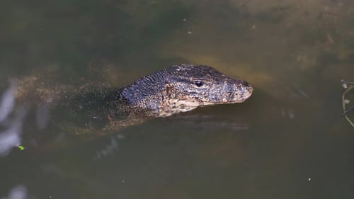 Close-up of a dangerous monitor lizard in a swamp.