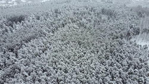 aerial view of the snowy forest