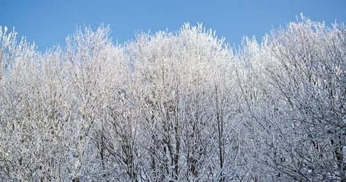 Winter Trees Covered in Frost on Bright Day