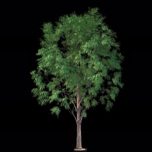 Tree Loop With Alpha Channel 2