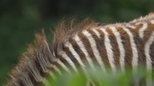 Detail shot of the stripes of a Zebra (Equus quagga).
