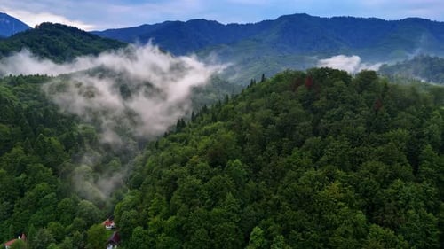 Foggy Forest Aerial View in Mountains on Overcast Day