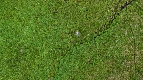 Aerial drone topdown view of a narrow stream cutting through vibrant green marshland with dense