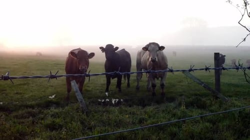 Glowing foggy morning sunrise cow herd silhouette cattle grazing in countryside meadow scene