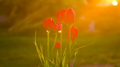Bright golden hour sunset illuminate red tulips in garden, insects fly