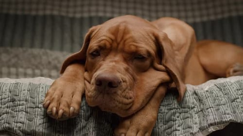 Cute Brown Puppy Resting Head on Bed