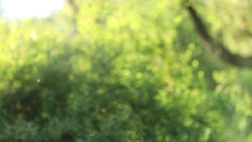 Verschwommener Blick auf grüne Bäume, die im Freien wachsen. Bokeh-Effekt