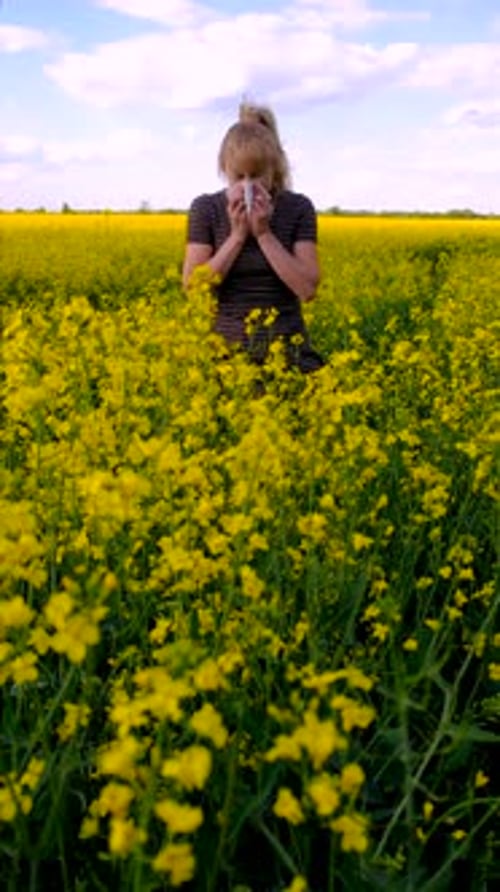 Yellow Field Flowers Allergy Selective Focus