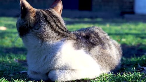 Cat Lounging on Grass in the Daytime