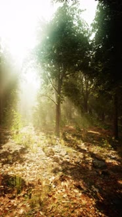Sunlight Filters Through Trees in a Peaceful Forest Trail During Morning