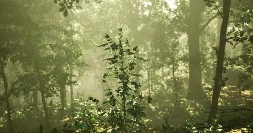 Sunlight Filters Through Mist in a Tranquil Forest Landscape
