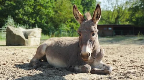 Cotentin Donkey Lying on Sandy Ground and Flapping Ears