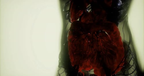 Detailed View of Internal Organs Showcasing the Circulatory System Anatomy