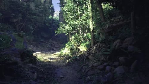 Sunlight Moving Along a Serene Forest Path