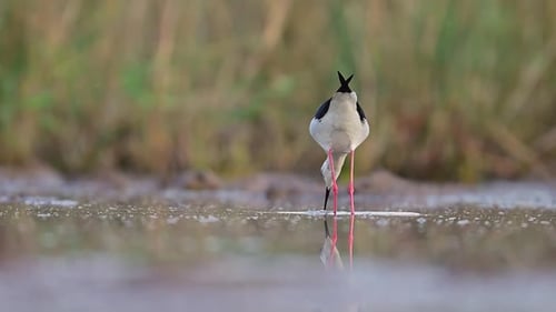 Close-up of a Black-winged Stilt wading in mud in morning